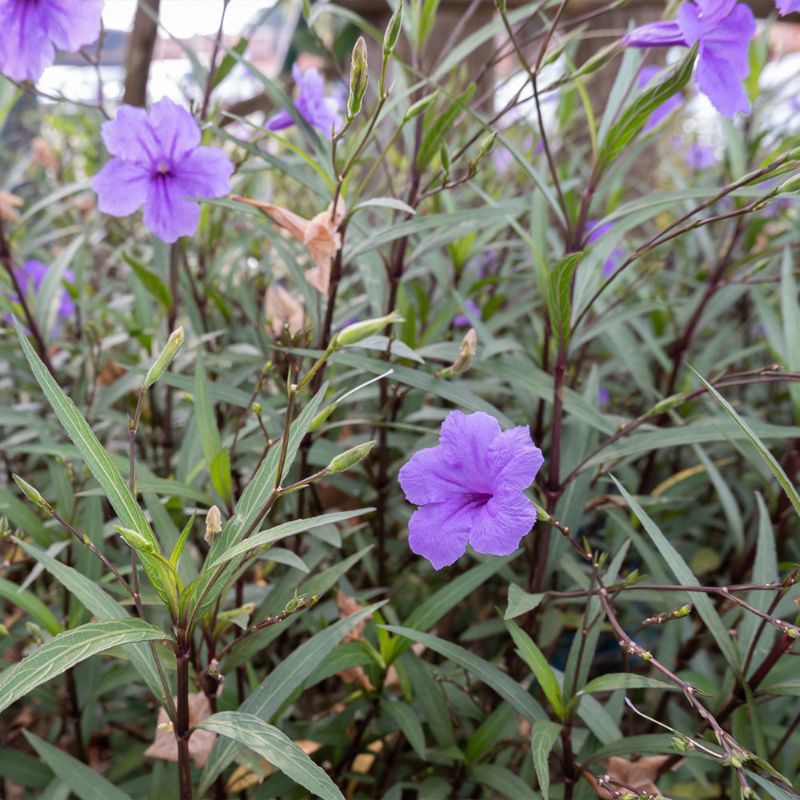 Anak Pokok Keratan Ruellia simplex Mexican petunia Mexican bluebell ...