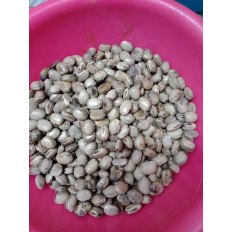 Benih Pokok Kacang Itik 10 Biji Sapa Cepat Dia Dapat Harga Rahmah