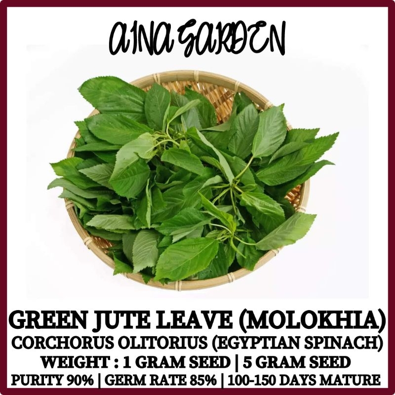 2000 Egyptian Spinach Seeds - Au Day - Cochous Olitoius