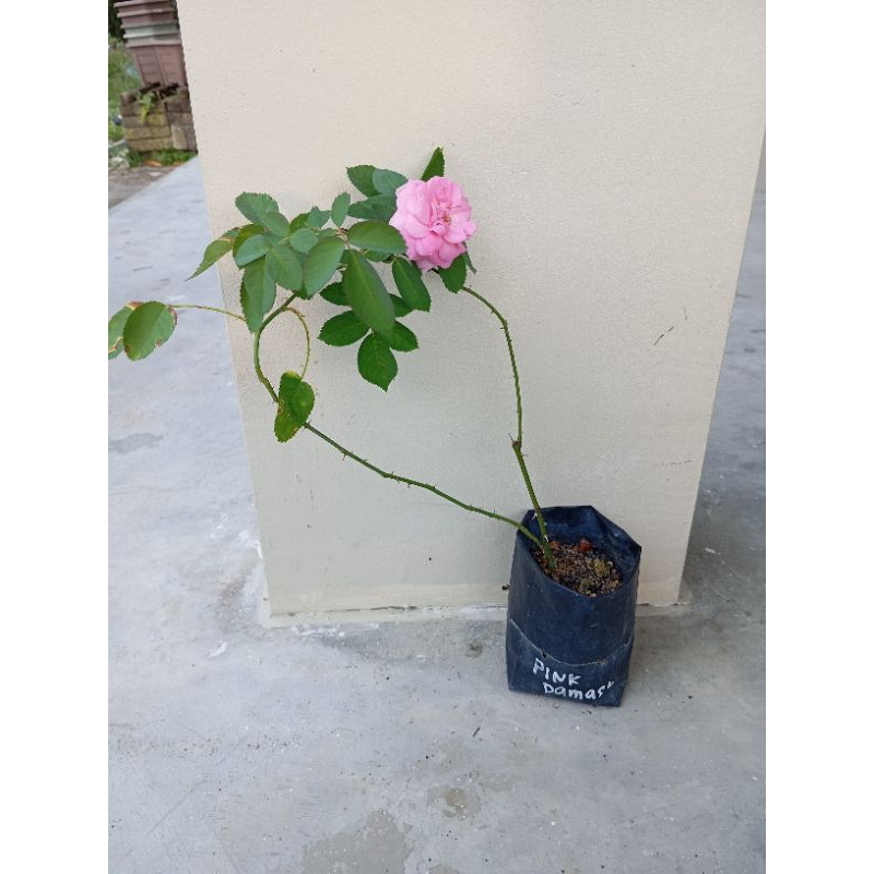 ANAK POKOK ROS KAMPUNG / ROSE OWNROOT / ROSE BERID | Shopee Malaysia