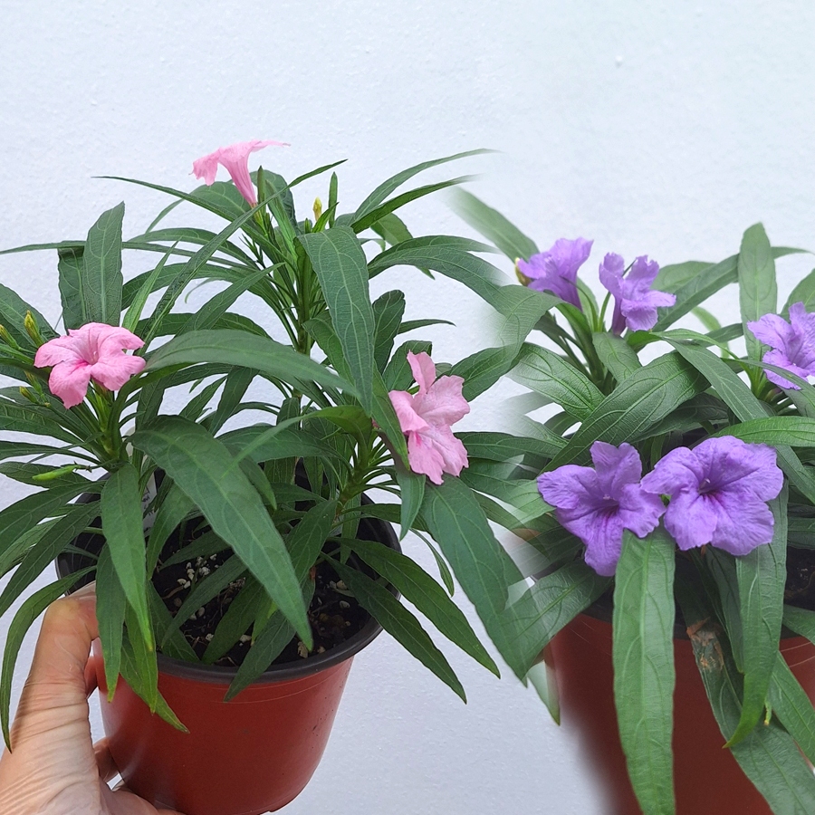 Ruellia Simplex Dwarf Pink Purple pot plant 矮粉紫芦莉植物 | Shopee Malaysia