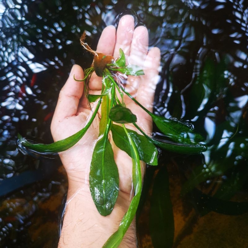 Amazon Sword Plant (aquatic plant) Shopee Malaysia