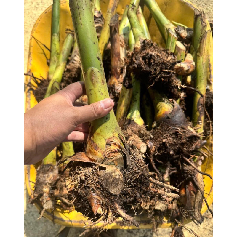 Rizom Kantan Bunga Pink / Berubi dan Berakar / fresh dari Ladang ...