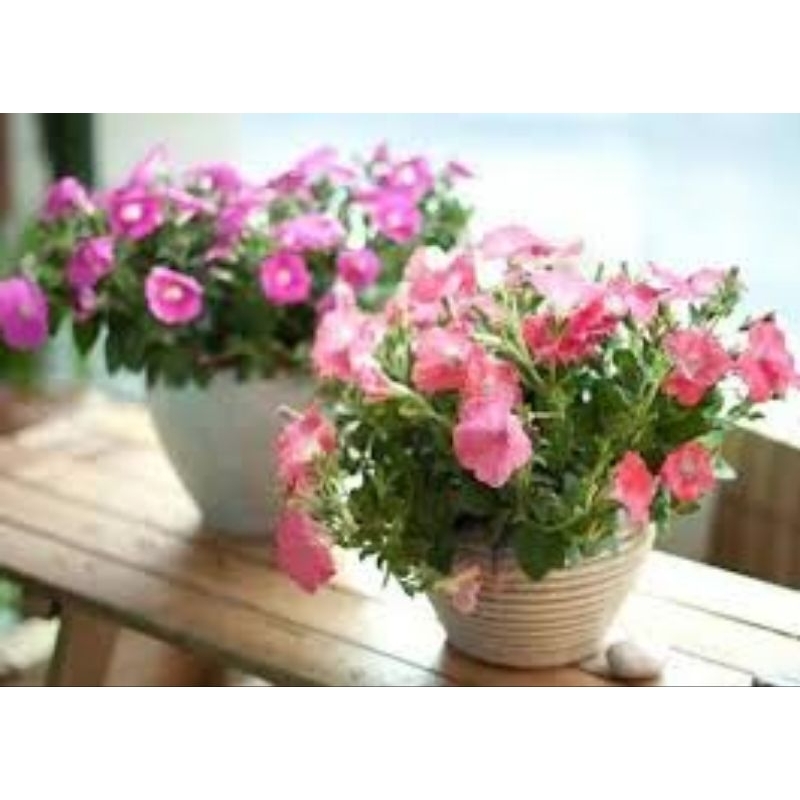 🌷 F9 100 pcs Morning Glory Mirage Mix color Seeds/Biji benih bunga ...