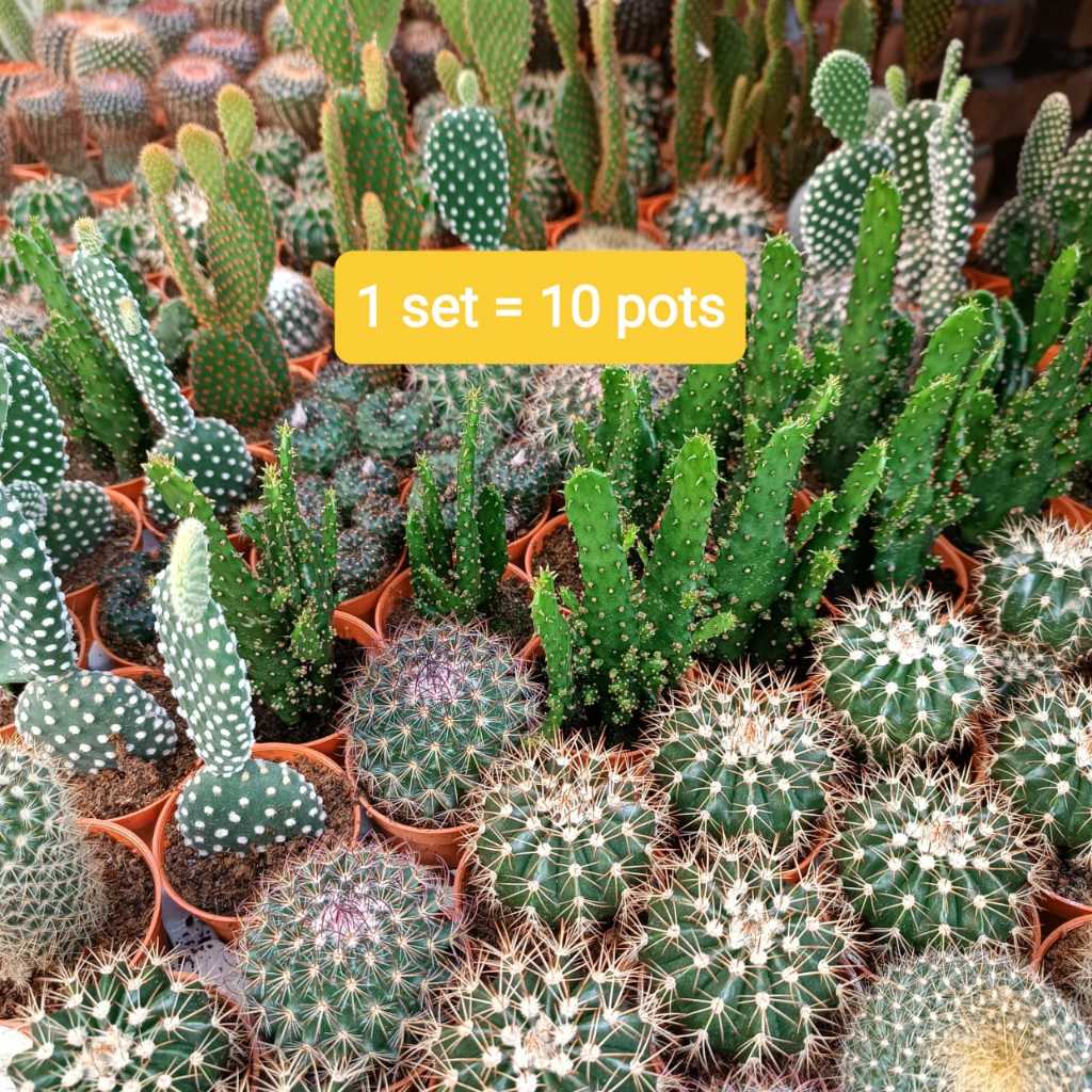 LUSHECO - 1set 10 pot Real Live Succulent Cactus Plant With Pot 55mm ...