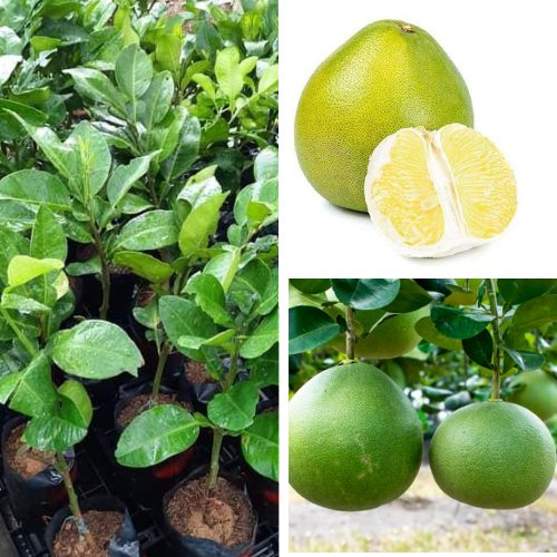 Anak Pokok Limau Bali Dalam Polybag | Shopee Malaysia