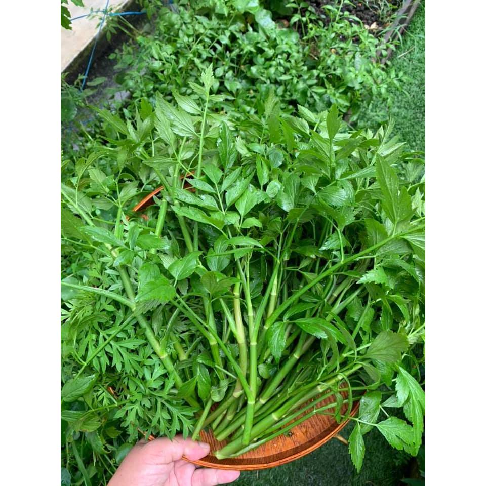 ANAK POKOK “ULAM SELOM” / WATER CELERY / OENANTHE JAVANICAIA DALAM ...