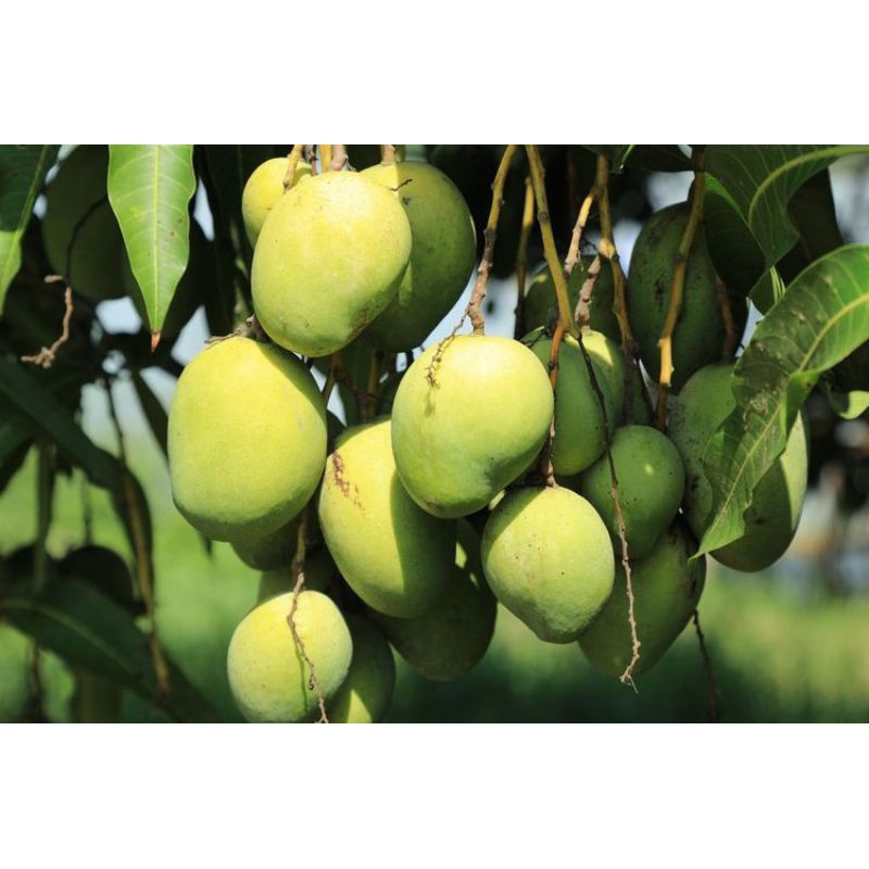 1KG BUAH MANGGA MUDA RAPUH | Shopee Malaysia