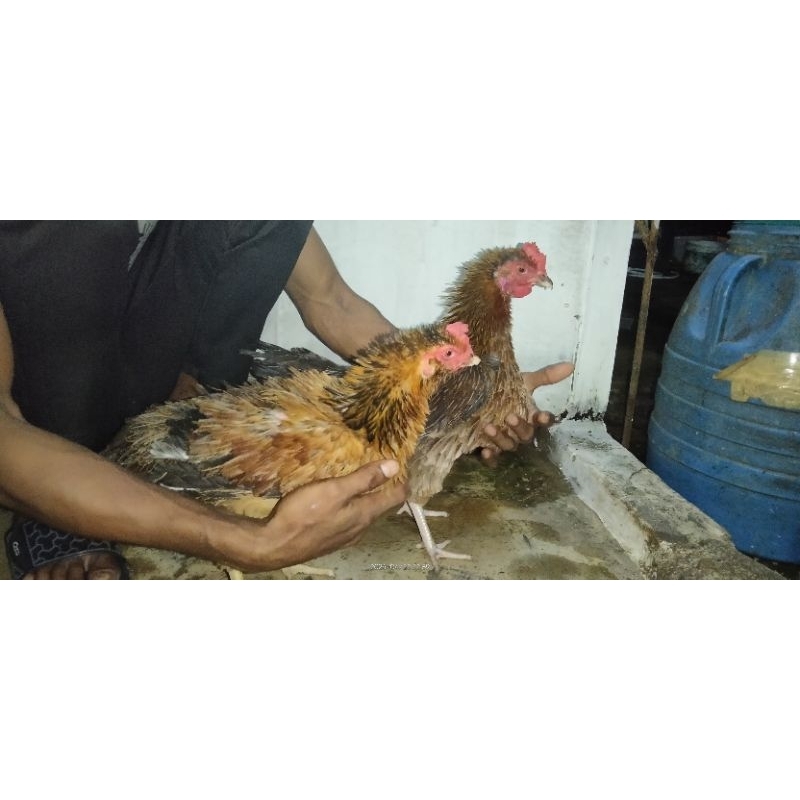 🔥🐣Telur Ayam Walik/Bulu TerBalik Berbenih( Baka Besar/Felda )🔥 | Shopee ...