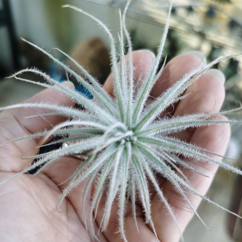 Air plant - Tillandsia tectorum “Ecuador