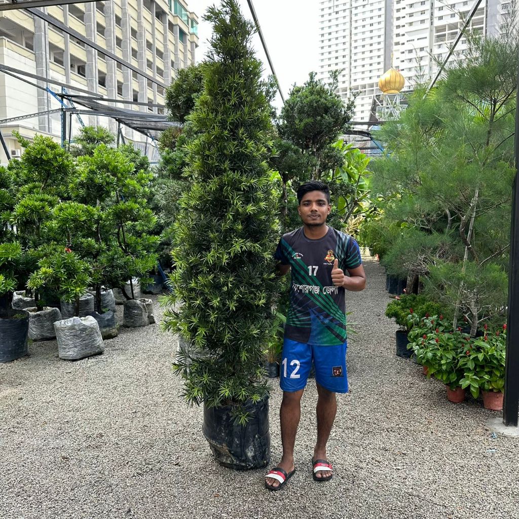 GPS Green Plant Society Live Tree Podocarpus cone shape 罗汉松圆锥形状 7-8ft ...