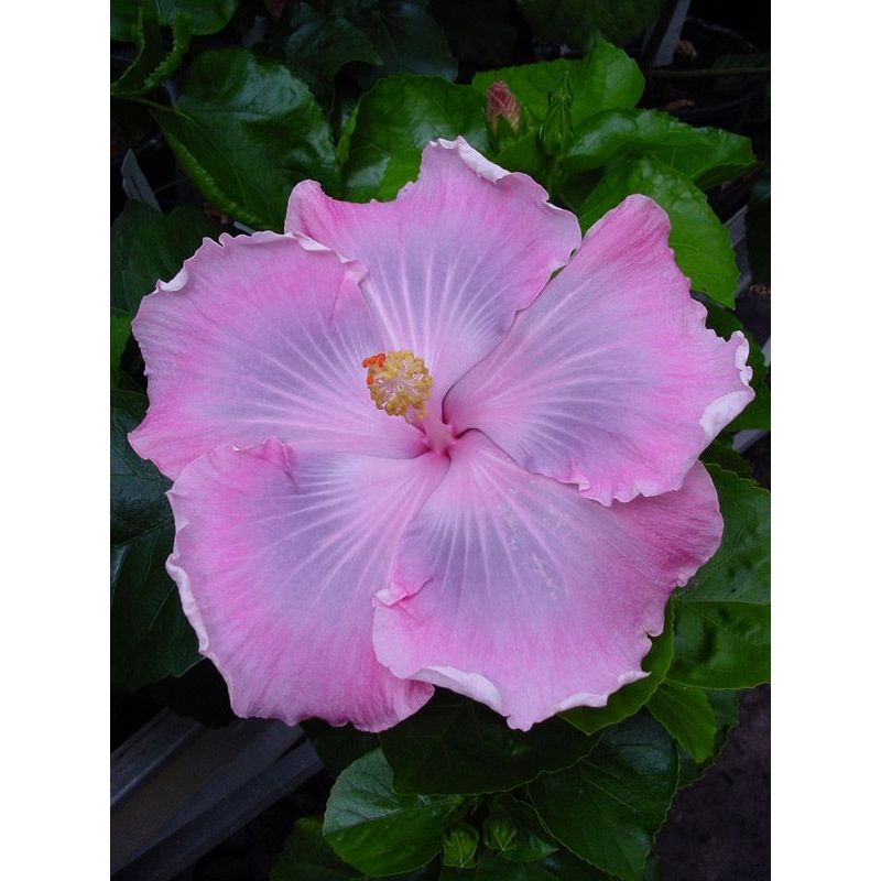 Anak Pokok Bunga Raya/Hibiscus Hibrid/Hybrid Impot Season 2 | Shopee ...
