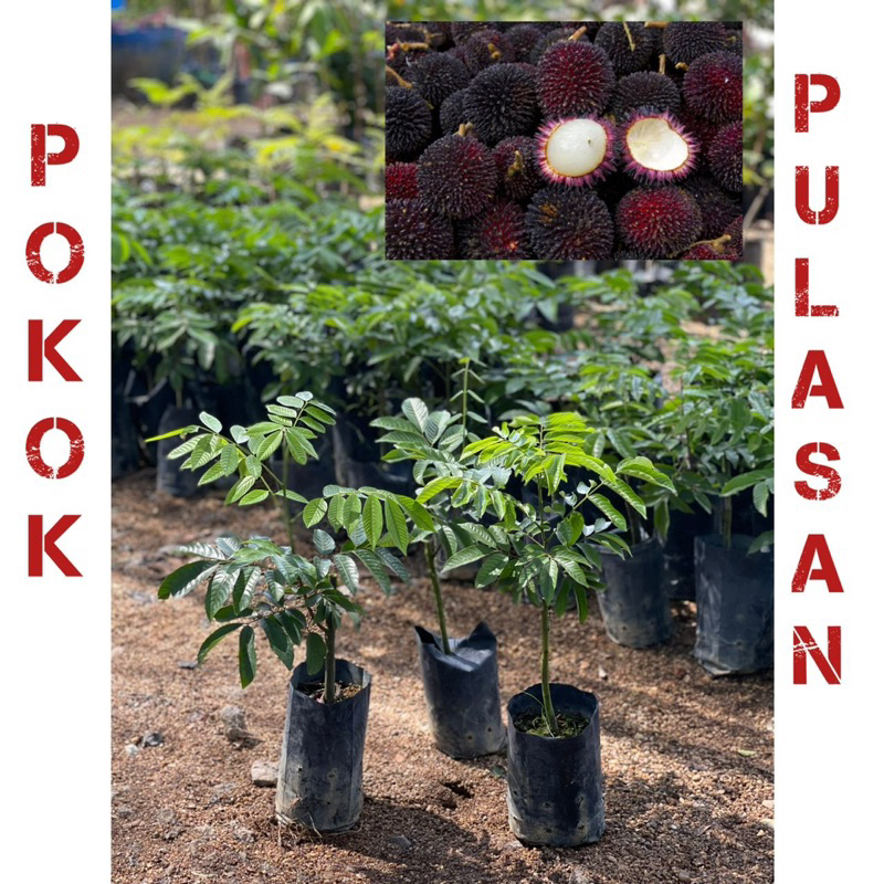 Pokok pulasan ( hyrid ) thai murah / pokok buah pulasan kawin cepat ...
