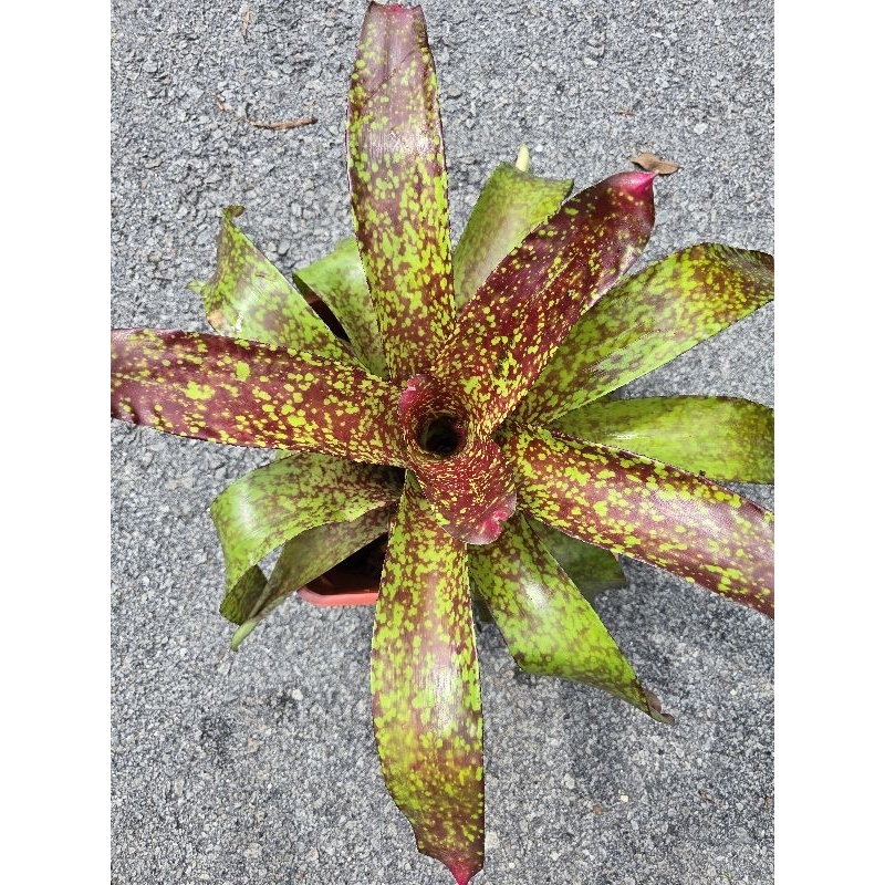 Bromeliad Neoregelia Marmorata [Ready stock] | Shopee Malaysia