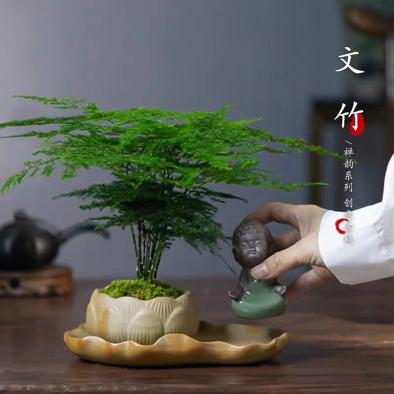 BMC Bonsai Asparagus Fern fox tail indoor Asparagus Setaceus Asparagus  Setaceus dwarf Retrofractus/B1001 | Shopee Malaysia