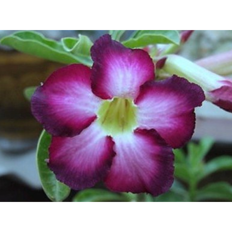 Siam Violet