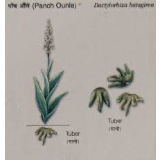 Racine Entière De Salam Panja (Dactylorhiza Hatagirea) - Produit Herbal Naturel - Neuf, Exp. Avril 2027
