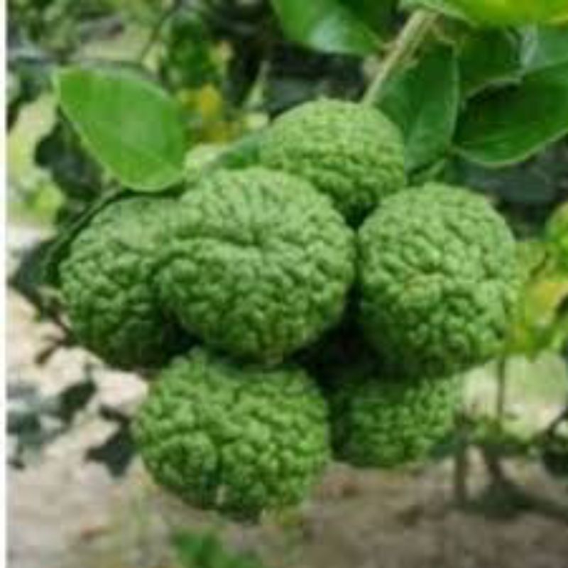 Limau Purut Buah Limau (Min 15Biji) | Shopee Malaysia