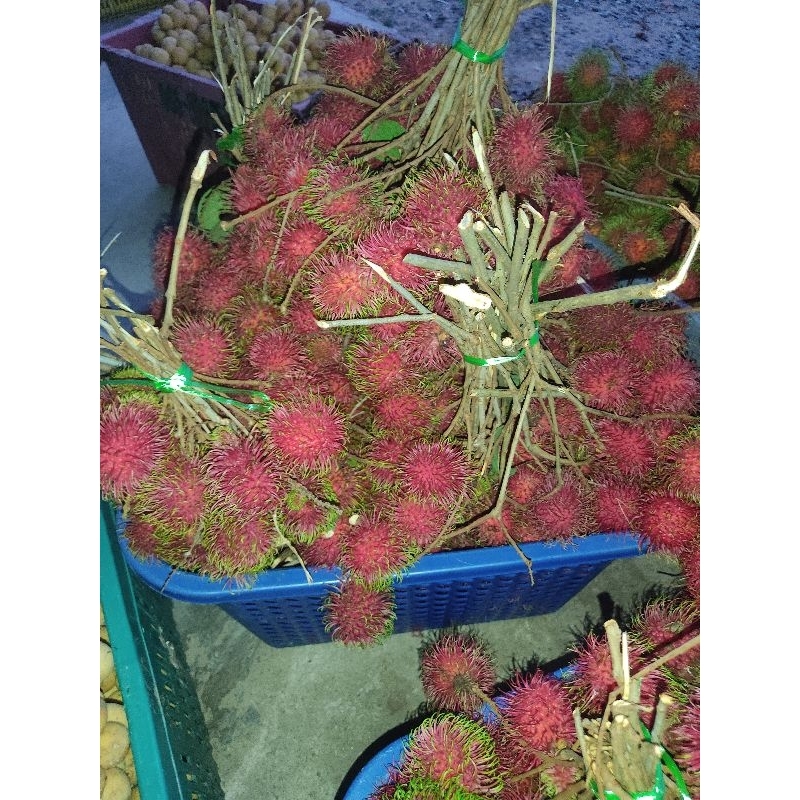 Rambutan Sekolah Fresh 500g | Shopee Malaysia