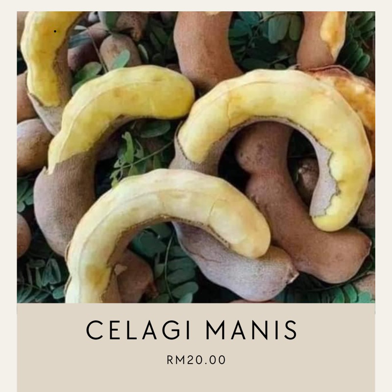 Pokok Asam Jawa Manis Hybrid Pokok Celagi Manis Shopee Malaysia