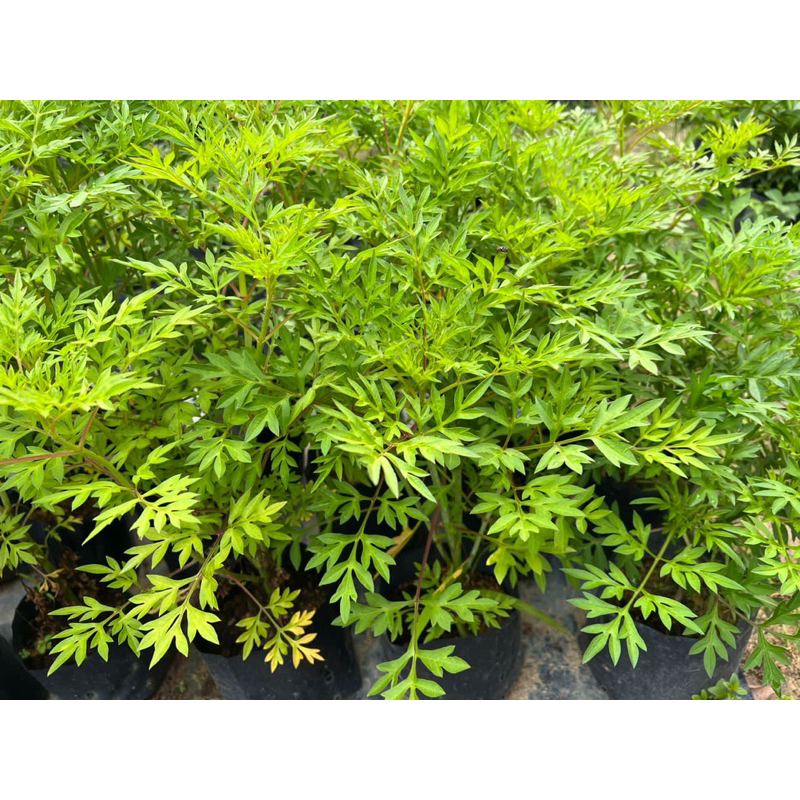 Ulam Raja Pokok Ulam | Shopee Malaysia