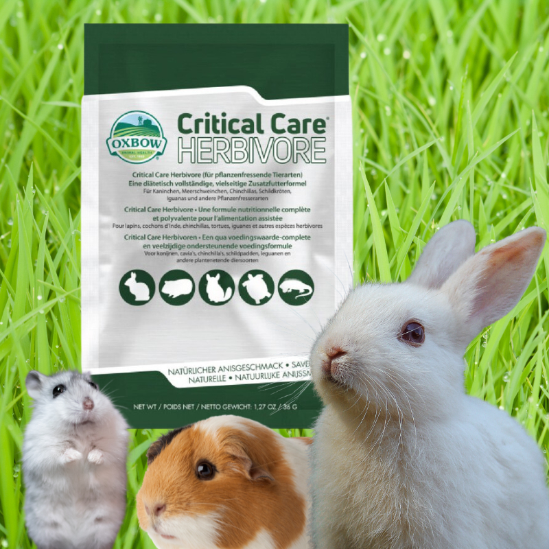 Oxbow Natural Science Critical Care 36gm Rabbit Guinea Pig Hamster