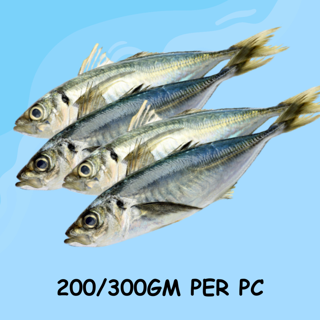 IKAN KEMBONG, INDIAN MACKEREL , TCH FROZEN FOOD, FRESH FROZEN SEAFOOD, WHOLESALE SUPPLIER, FISH