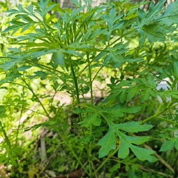 [JA.MINIGARDEN] ULAM RAJA. POKOK ULAM RAJA. 50 BIJI BENIH ULAM RAJA ...