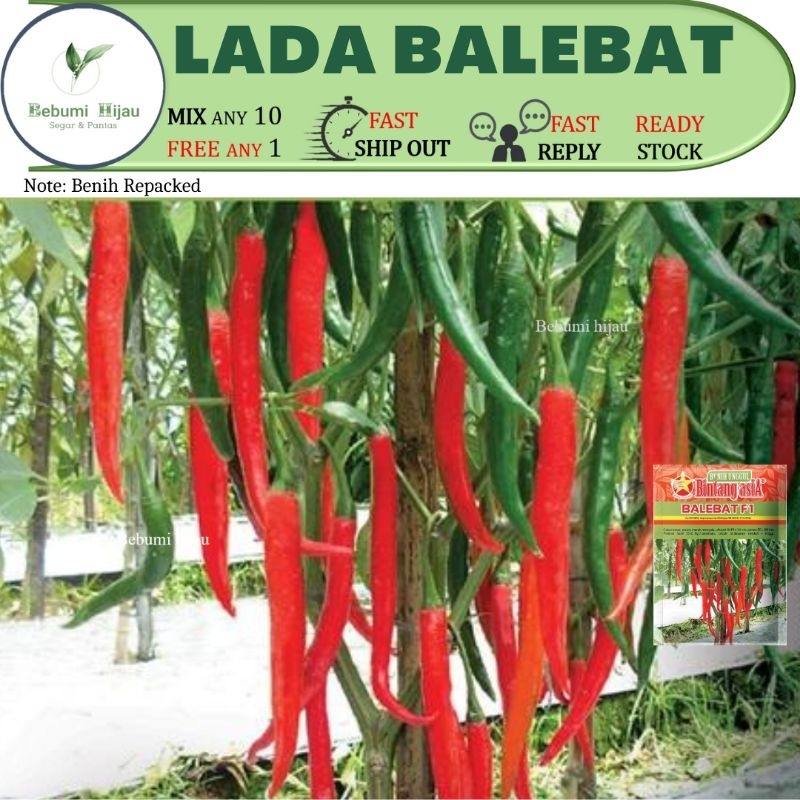 10 Biji Benih Lada Balebat Cili Lada Seeds Shopee Malaysia