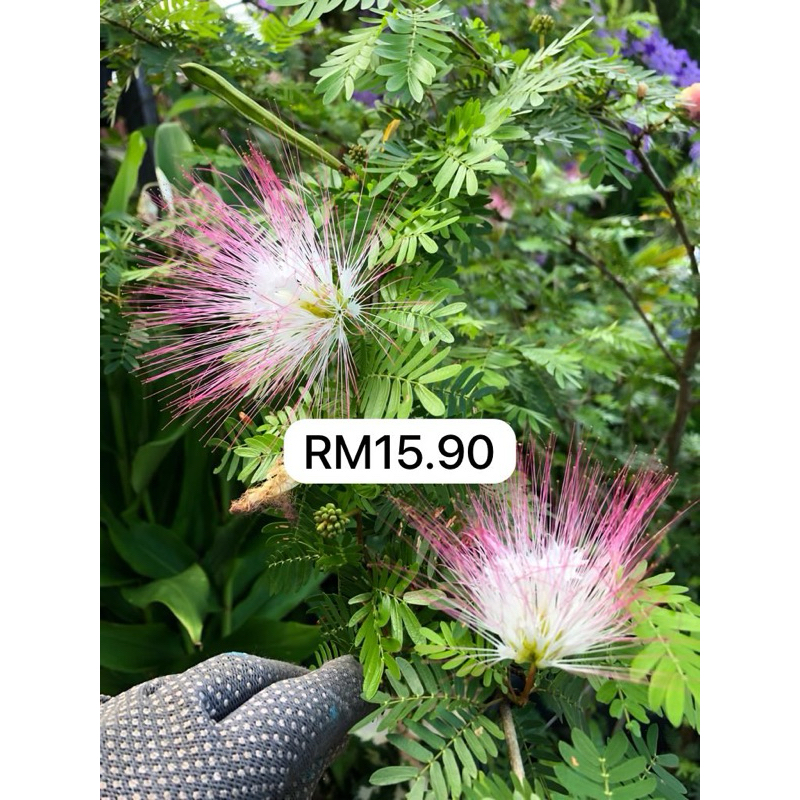 🌸 Calliandra Pink 🌸 Pokok Calliandra Pink | Shopee Malaysia