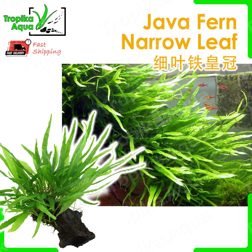 Java Fern Narrow 细叶铁皇冠 (Microsorum pteropus “Narrow Leaf”) - aquarium ...