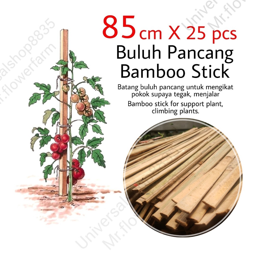 Aaa 85cm X 25pcs Batang Buluh Pancang Pokok Bamboo Plants Stakes Support Plants Home 