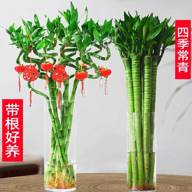 Ready Stock 龙头竹转运竹 Dragon Bamboo Lucky Bamboochinese New Year Bamboo