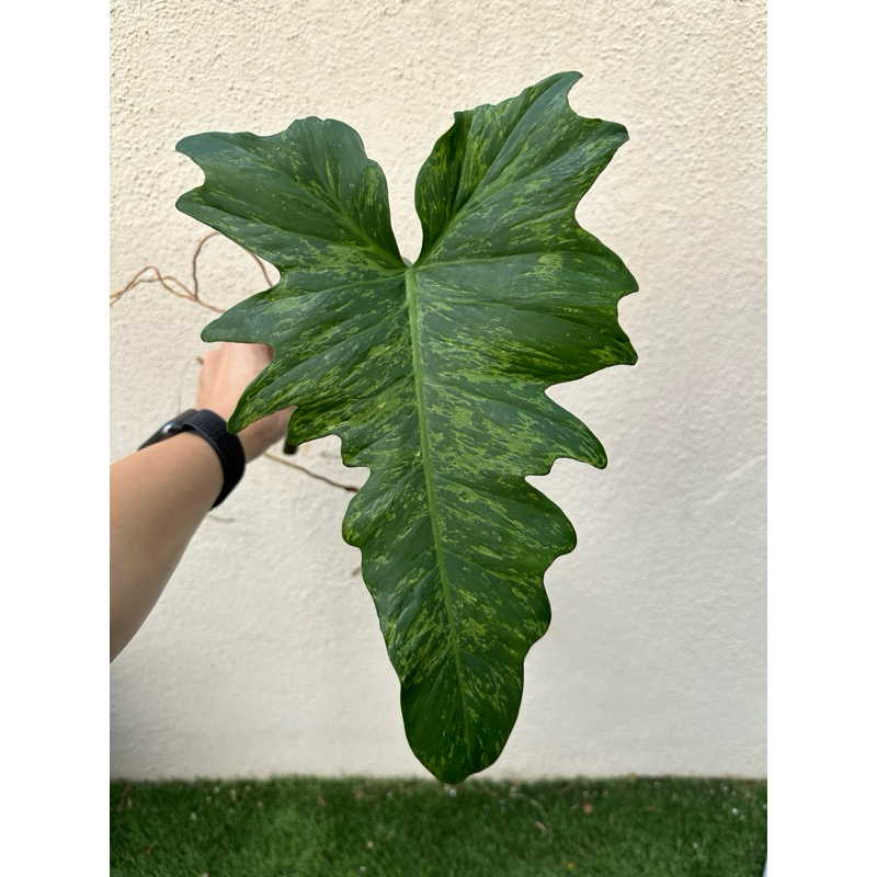 Philodendron Minarum Lime Fiddle | Shopee Malaysia