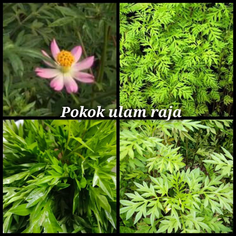 pokok ulam Raja dalam polibag blh terus oder free gift | Shopee Malaysia