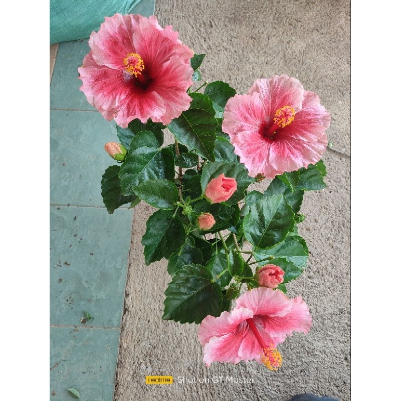 Bungaraya rare id(2 tones colour) | Shopee Malaysia