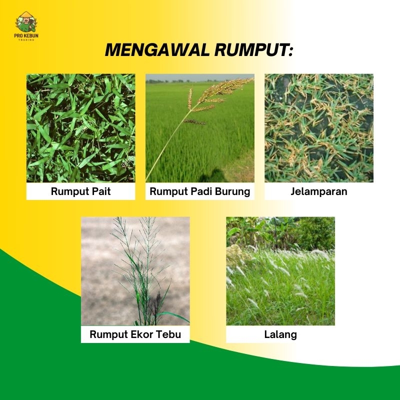 NUFARM BIMASTA Racun Rumpai Bimasta Herbicide Racun Rumpai Padi Halaman ...