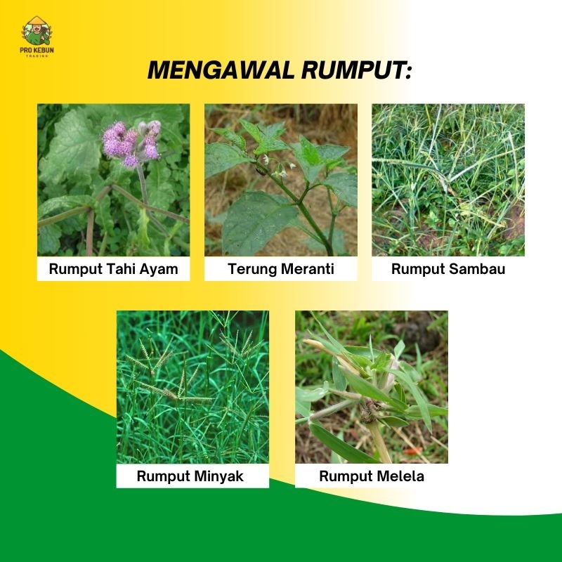 NUFARM BIMASTA Racun Rumpai Bimasta Herbicide Racun Rumpai Padi Halaman ...