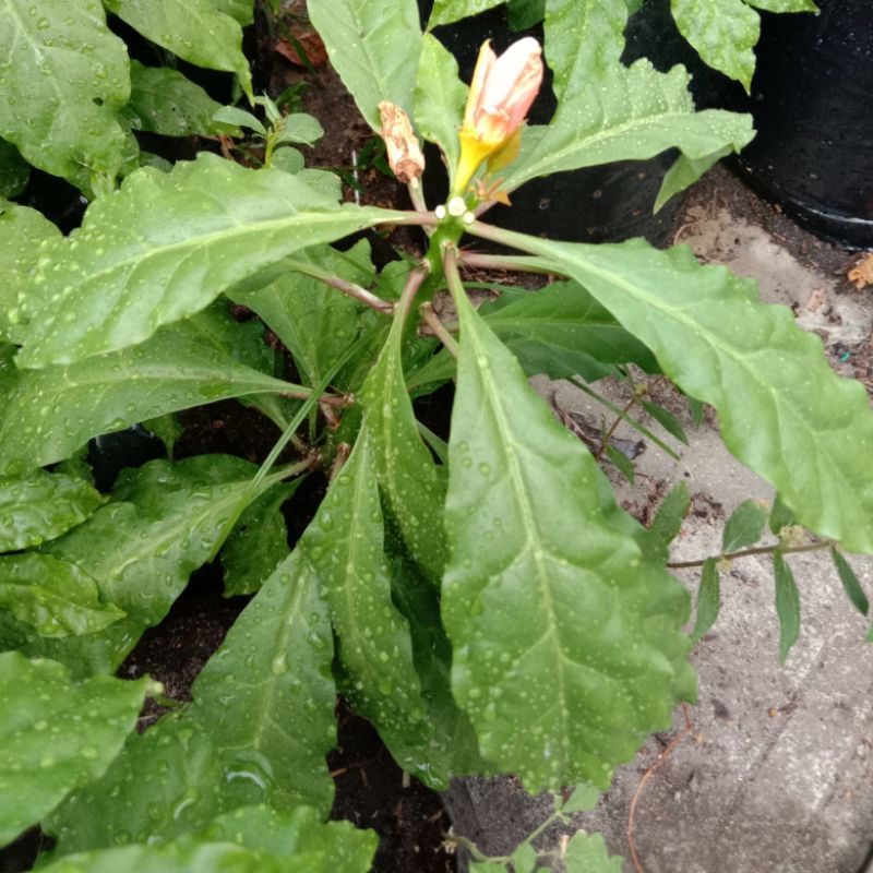 70 HELAI LEBIH DAUN POKOK TUJUH BILAH / TUJUH DURI. | Shopee Malaysia