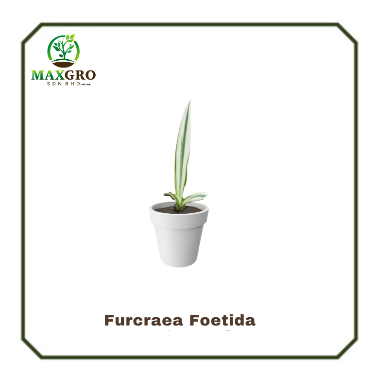 Furcraea Foetida | 万年麻 | Indoor Plants | Outdoor Plants | Real Plants ...