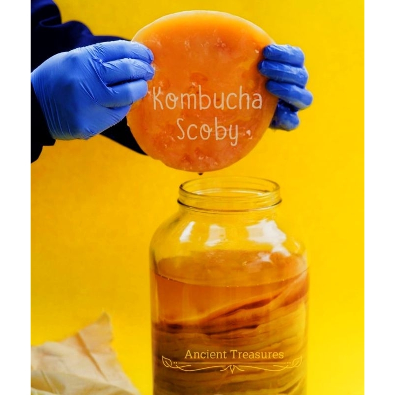Kombuchaorganic Unique Cultures Scoby Kombucha, 3 Litre, Medium, Certified Organic, Laboratory Tested - View #11