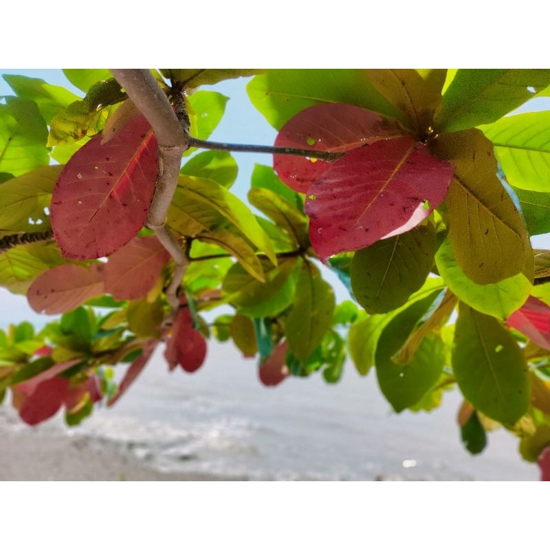 thumbnail image 2 of Ketapang Indian Almond Leaves – 20 Pcs + Bonus For Shrimp, Betta, Discus Aquarium 2 of 2