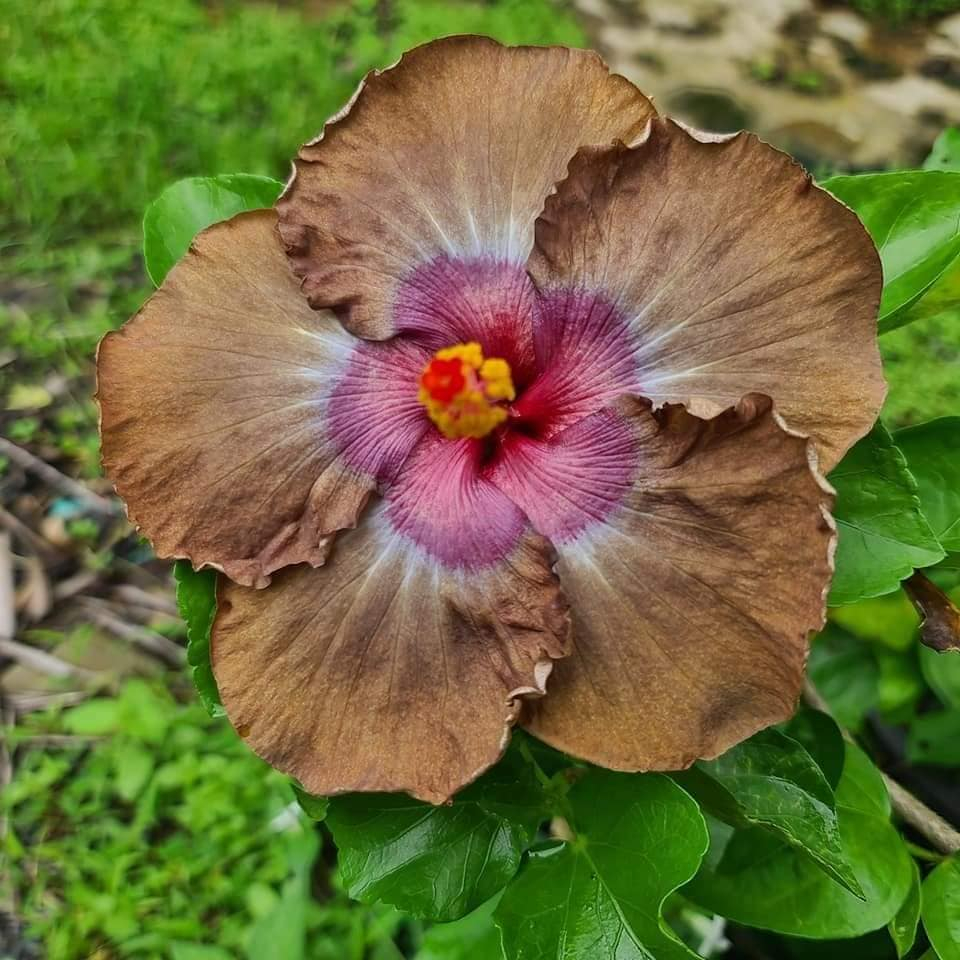 Anak Pokok Bunga Raya/Hibiscus Hibrid/Hybrid Impot Season 2 | Shopee ...