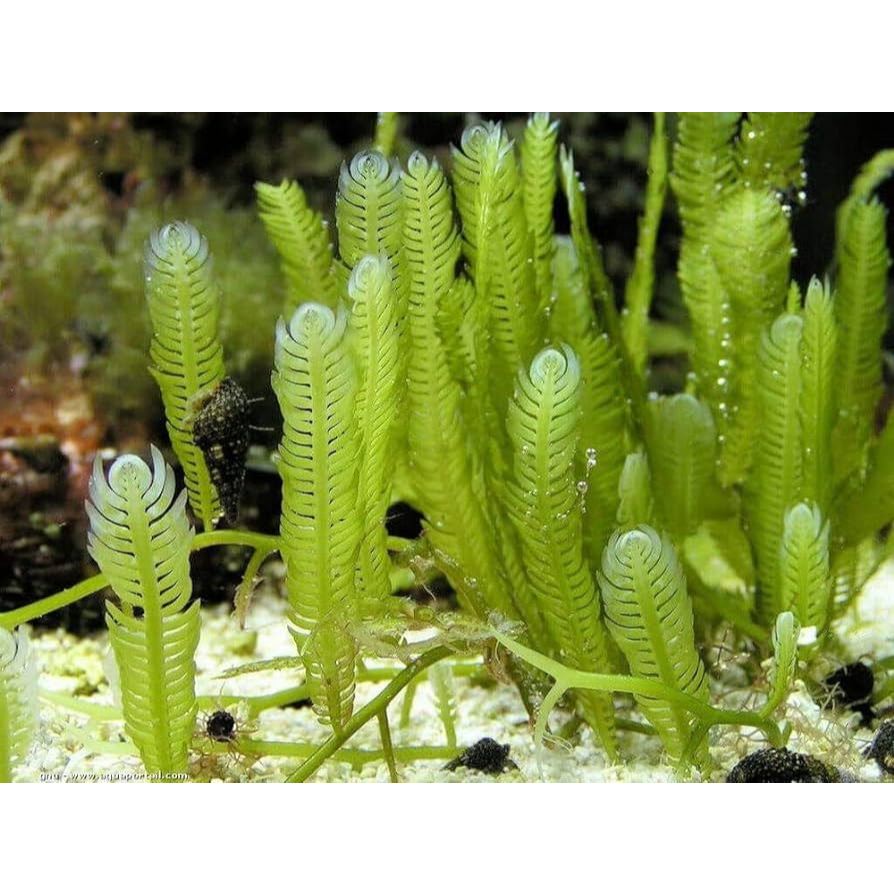 [LOCAL SELLER] Feather Caulerpa - Macroalgae (Marine/Aquarium/Algae ...