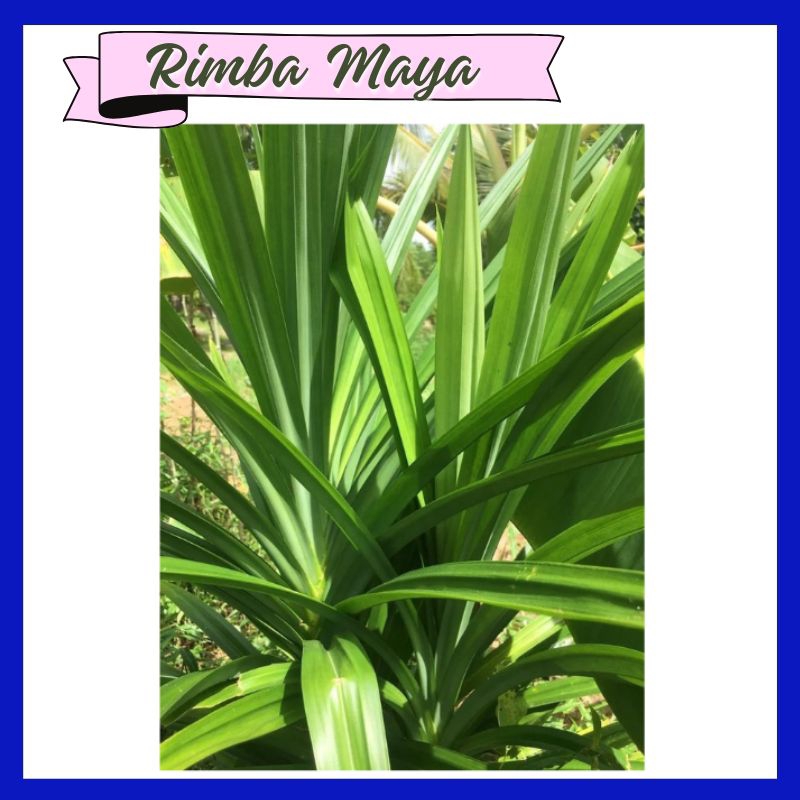 Pandan Leaves Sapling / Anak Pokok Pandan / Pandan Plant (Live Plant ...