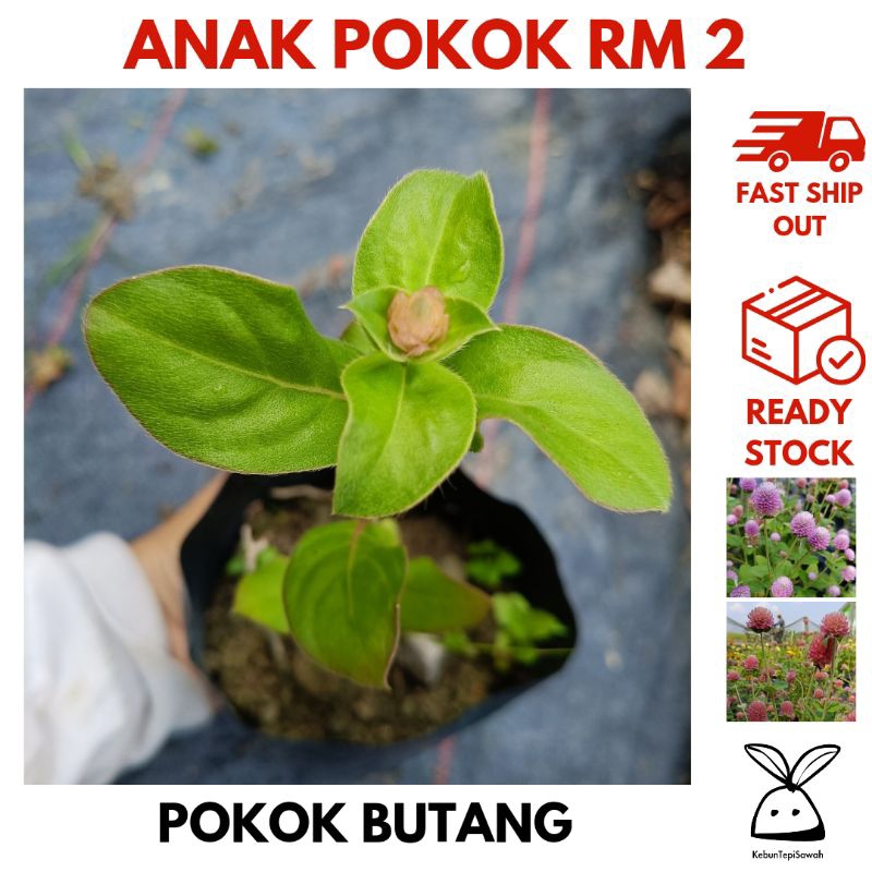 Anak pokok butang (warna bunga random: purple dan salmon) / bunga 40 ...