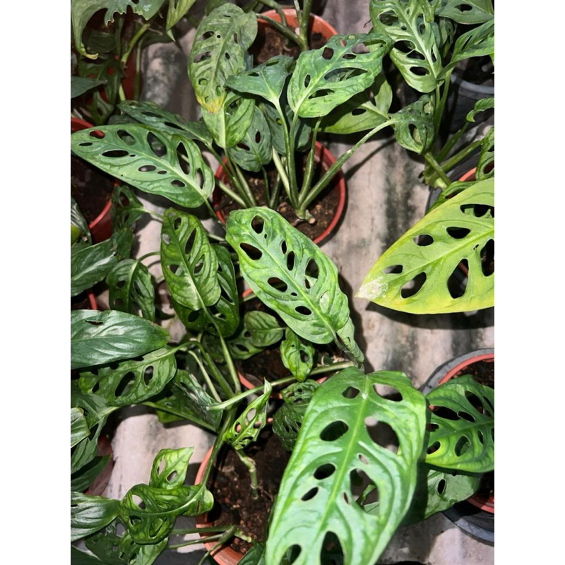 Monstera plant - pokok hidup | Shopee Malaysia