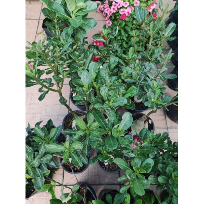 Pokok Bunga Adenium/Kemboja Siam | Shopee Malaysia