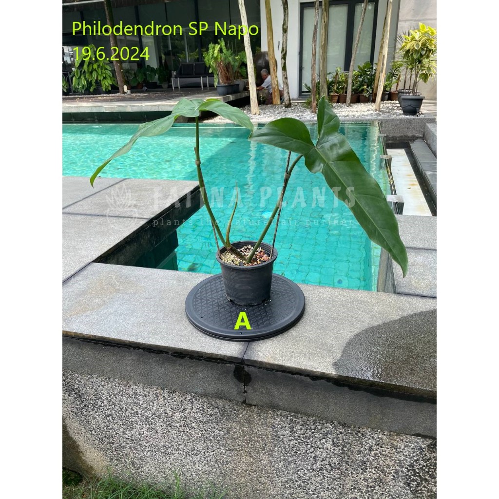 Philodendron sp Napo - Aroid Live Indoor Plant Pokok Tanaman Hiasan |  Shopee Malaysia