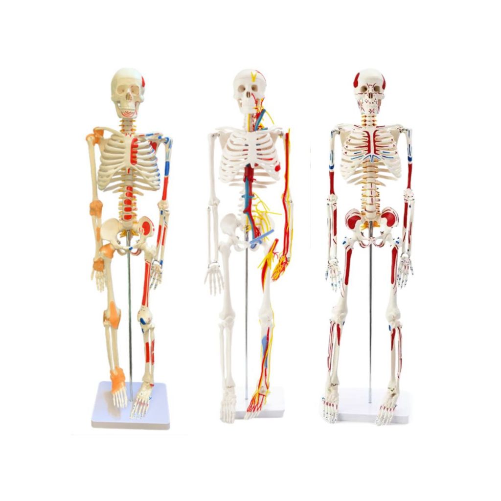 85cm Human Skeleton Model with Muscle Origins/ Spinal Nerves/ Cardio ...